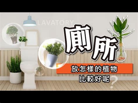 廁所擋煞植物|廁所可以放植物嗎？適合放在浴室、廁所的植物推薦